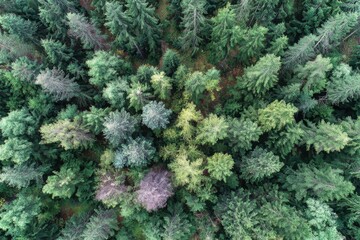 Forest treetops creating natural pattern in springtime colors