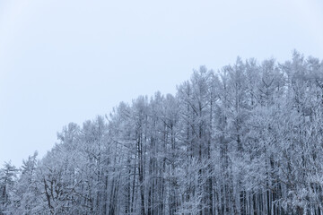 冬のカラマツの森