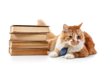 Cute cat in eyeglasses with necktie and books on white background