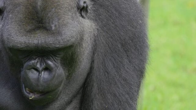 Close-up of a large silverback gorilla eating grass