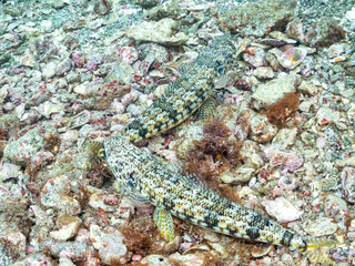 アカエソ, エソ科,
Red Lizardfish, Synodus ulae Schultz, 
他。
ヒリゾ浜南伊豆町中木
静岡県伊豆半島-2025
日本有数のシュノーケリングスポット。
夏の数カ月間だけ渡し船で行ける。
水質透明度魚影が素晴らしい。
