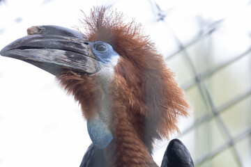 Rufous-necked hornbill bird head profile looking