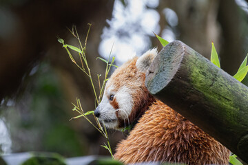 Red panda eating bamboo leaves in natural habitat