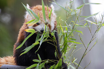 Red panda eating green bamboo leaves in nature