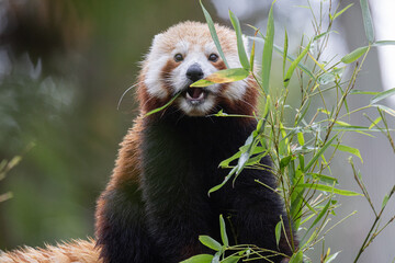 Red panda eating bamboo leaves in natural habitat