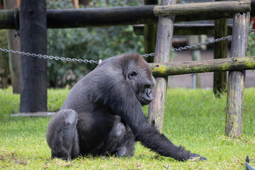 Gorilla sitting on green grass observing enclosure