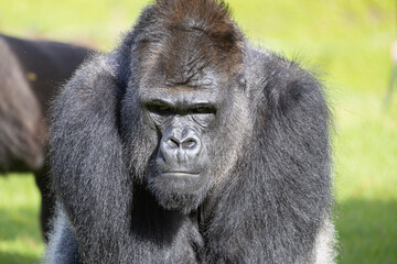 Gorilla silverback looking directly at the viewer