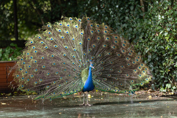 Peacock displaying vibrant tail feathers in natural environment