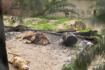 Lions resting and sleeping in an outdoor enclosure