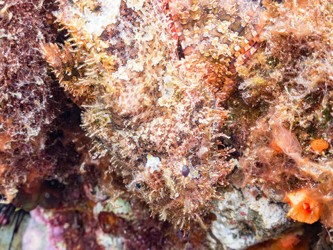 オニカサゴ, フサカサゴ科,
英名学名：
Hairy Stingfish, Scorpaenopsis cirrhosa, 
他。
ヒリゾ浜南伊豆町中木
静岡県伊豆半島-2025
日本有数のシュノーケリングスポット。
夏の数カ月間だけ渡し船で行ける。
水質透明度魚影が素晴らしい。
