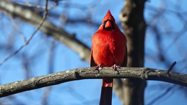 Colorful northern cardinal red bird perched against blurry blue-sky background. 