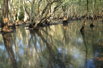 Beautiful landscape with old Melaleuca or Paper Bark trees and reflection in peat swamp forest wetlands , Rayong Botanical Garden ,Thailand