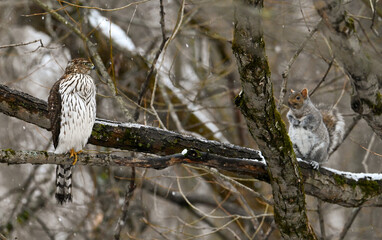 Cooper s Hawk