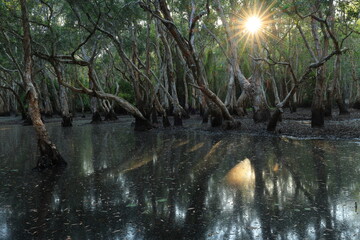 Beautiful landscape with old Melaleuca or Paper Bark trees and reflection in peat swamp forest wetlands , Rayong Botanical Garden ,Thailand