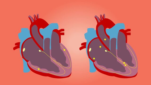 Medical Animation of Human Heart Electrical System and Blood Flow Diagram