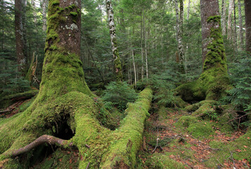 白駒の池・苔と原生林