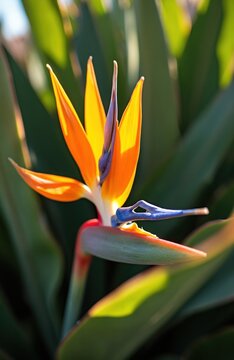 Strelitzia reginae flower, bird of paradise bloom, features bright orange petals and blue crest. Exotic tropical plant grows in garden, offers unique floral pattern.