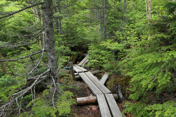白駒の池・苔と原生林