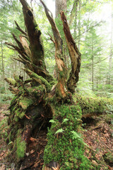 白駒の池・苔と原生林