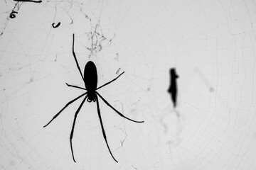 Black and White Silhouette of Spider on Intricate Web