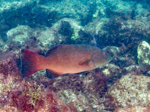 スジアラ, ハタ科,
アカハタ, ハタ科,
英名学名：
Red-spotted rockcod, Blue spotted grouper, Plectropomus leopardus, 
Blacktip Grouper, Epinephelus fasciatus, 
他。
ヒリゾ浜南伊豆町中木
静岡県伊豆半島-2025
日本有数のシュノーケリングスポット。
夏の数カ月間だけ渡し船で行ける。