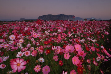 Cosmos@Phuphaman. A beautiful vibrant cosmos flowers blooming in  Phuphaman district, Khon Kaen province, THAILAND