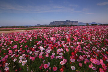 Cosmos@Phuphaman. A beautiful vibrant cosmos flowers blooming in  Phuphaman district, Khon Kaen province, THAILAND