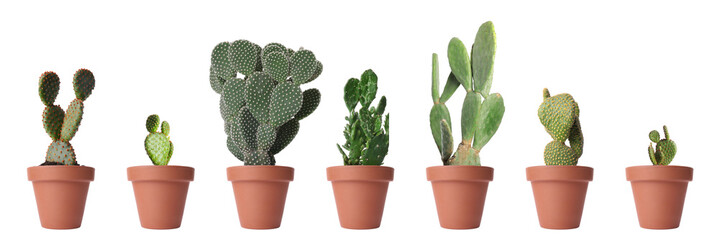Opuntia cactus plants in pots isolated on white, collection