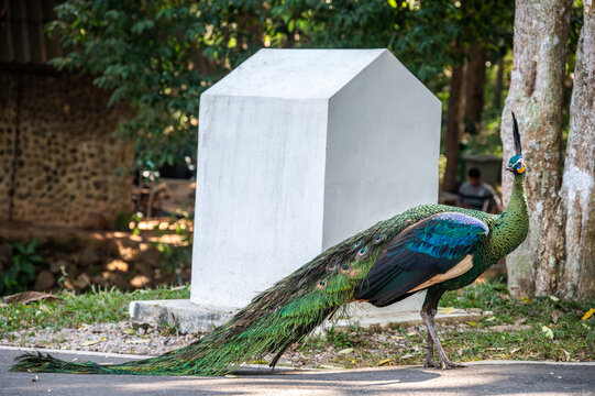 Green Peafowl (or Thai Peacok) living in Mae Puem National Park in Phayao province of Thailand. This is a peafowl species native to the tropical forests of Southeast Asia. 