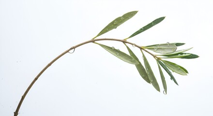 A slender olive branch with vibrant green leaves glistens with dew drops against a pure white