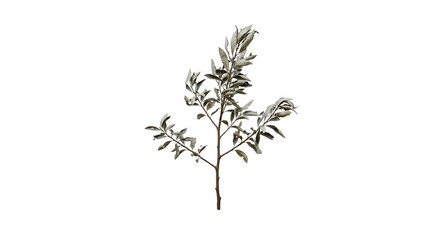 A delicate dry twig with faded green leaves extends upwards against a stark white background,