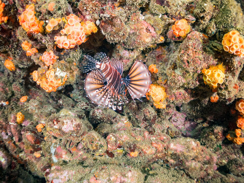 キリンミノ, フサカサゴ科,
Zebra turkeyfish, Dendrochirus zebra, 
他。
ヒリゾ浜南伊豆町中木
静岡県伊豆半島-2025
日本有数のシュノーケリングスポット。
夏の数カ月間だけ渡し船で行ける。
水質透明度魚影が素晴らしい。
