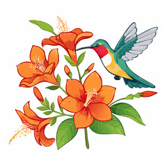 Hummingbird with orange flowers and transparent background