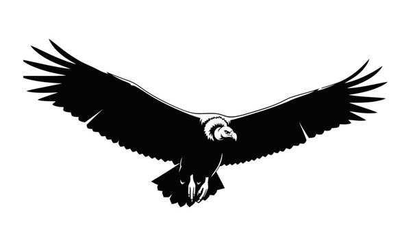 Andean Condor Bird Flying Silhouette, Powerful Wildlife Symbol of Freedom and Nature