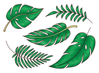 Monstera tropical ornamental plant leaves for decoration © Danfuadhy