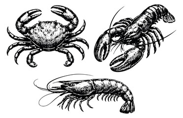 Hand drawn line art seafood set featuring a crab, a lobster, and a shrimp for restaurant menu design
