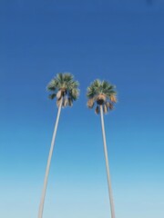 Obraz premium Two tall palm trees against clear blue sky on sunny day