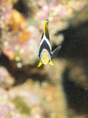 チョウチョウウオ, チョウチョウウオ科,
Oriental ButterflyFish, Chaetodon aurites,
幼魚yg,
他。
ヒリゾ浜南伊豆町中木
静岡県伊豆半島-2025
日本有数のシュノーケリングスポット。
夏の数カ月間だけ渡し船で行ける。
水質透明度魚影が素晴らしい。
