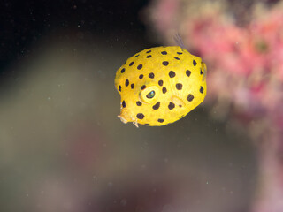 ミナミハコフグ, ハコフグ科,
Yellow Boxfish, Ostracion cubicus,
ハコフグ, ハコフグ科,
Boxfish, Ostracion immaculatus,
幼魚
ヒリゾ浜南伊豆町中木
静岡県伊豆半島-2025
日本有数のシュノーケリングスポット。
夏の数カ月間だけ渡し船で行ける。
水質透明度魚影が素晴らしい。
