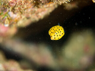 ミナミハコフグ, ハコフグ科,
Yellow Boxfish, Ostracion cubicus,
ハコフグ, ハコフグ科,
Boxfish, Ostracion immaculatus,
幼魚
ヒリゾ浜南伊豆町中木
静岡県伊豆半島-2025
日本有数のシュノーケリングスポット。
夏の数カ月間だけ渡し船で行ける。
水質透明度魚影が素晴らしい。
