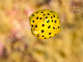 ミナミハコフグ, ハコフグ科,
Yellow Boxfish, Ostracion cubicus,
ハコフグ, ハコフグ科,
Boxfish, Ostracion immaculatus,
幼魚
ヒリゾ浜南伊豆町中木
静岡県伊豆半島-2025
日本有数のシュノーケリングスポット。
夏の数カ月間だけ渡し船で行ける。
水質透明度魚影が素晴らしい。
