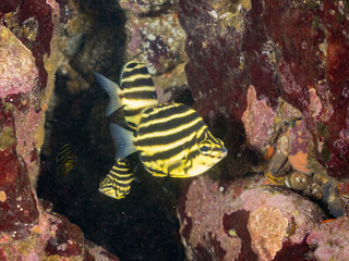 カゴカキダイ, カゴカキダイ科,
Stripey, Microcanthus strigatus,
幼魚yg, 
他。
ヒリゾ浜南伊豆町中木
静岡県伊豆半島-2025
日本有数のシュノーケリングスポット。
夏の数カ月間だけ渡し船で行ける。
水質透明度魚影が素晴らしい。
