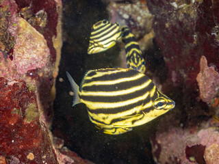 カゴカキダイ, カゴカキダイ科,
Stripey, Microcanthus strigatus,
幼魚yg, 
他。
ヒリゾ浜南伊豆町中木
静岡県伊豆半島-2025
日本有数のシュノーケリングスポット。
夏の数カ月間だけ渡し船で行ける。
水質透明度魚影が素晴らしい。
