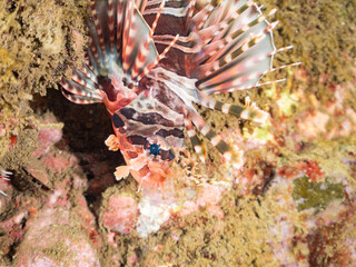 キリンミノ, フサカサゴ科,
Zebra turkeyfish, Dendrochirus zebra, 
他。
ヒリゾ浜南伊豆町中木
静岡県伊豆半島-2025
日本有数のシュノーケリングスポット。
夏の数カ月間だけ渡し船で行ける。
水質透明度魚影が素晴らしい。

