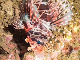 キリンミノ, フサカサゴ科,
Zebra turkeyfish, Dendrochirus zebra, 
他。
ヒリゾ浜南伊豆町中木
静岡県伊豆半島-2025
日本有数のシュノーケリングスポット。
夏の数カ月間だけ渡し船で行ける。
水質透明度魚影が素晴らしい。
