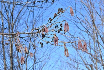 Flowers and cone-like nuts of Japanese alder. Betulaceae deciduous. The bark and fruit contain tannins, which are used as dyes.