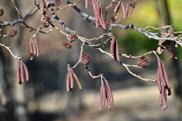Flowers and cone-like nuts of Japanese alder. Betulaceae deciduous. The bark and fruit contain tannins, which are used as dyes.