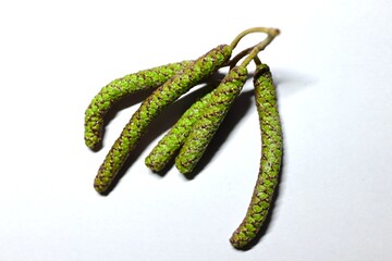 Flowers and cone-like nuts of Japanese alder. Betulaceae deciduous. The bark and fruit contain tannins, which are used as dyes.