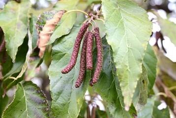 Flowers and cone-like nuts of Japanese alder. Betulaceae deciduous. The bark and fruit contain tannins, which are used as dyes.