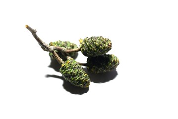 Flowers and cone-like nuts of Japanese alder. Betulaceae deciduous. The bark and fruit contain tannins, which are used as dyes.